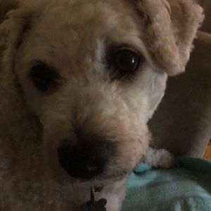 Meet your Posher, Paul